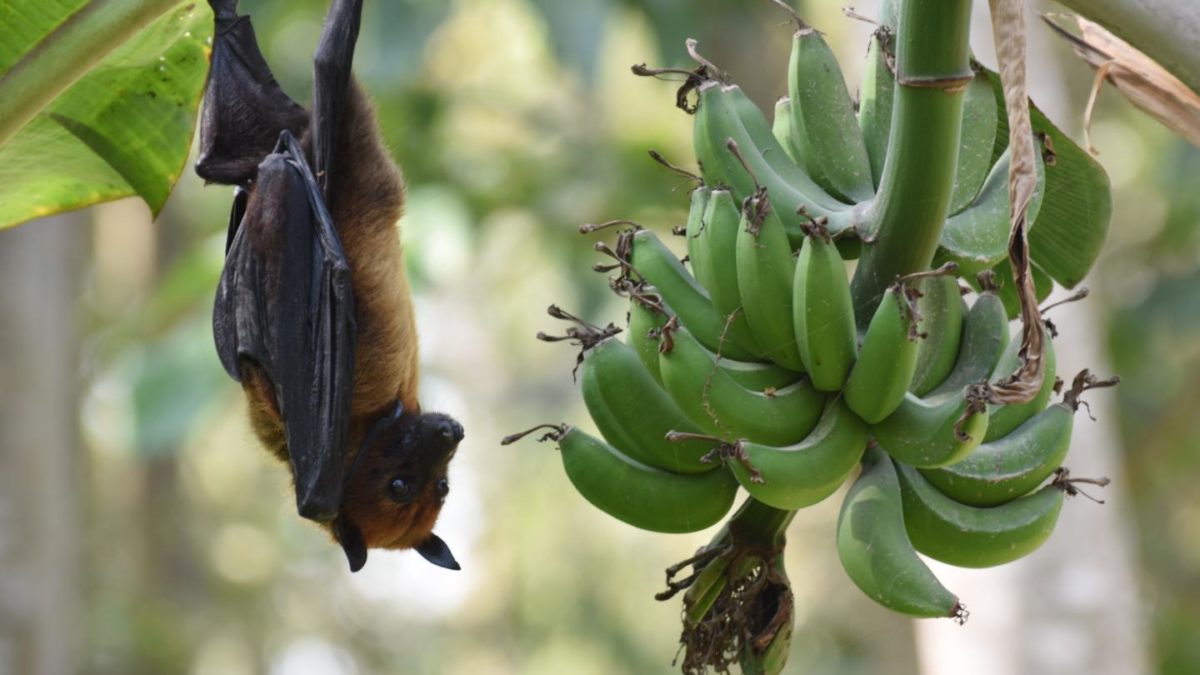 Virusul Nipah face ravagii in randul populatiei din Asia